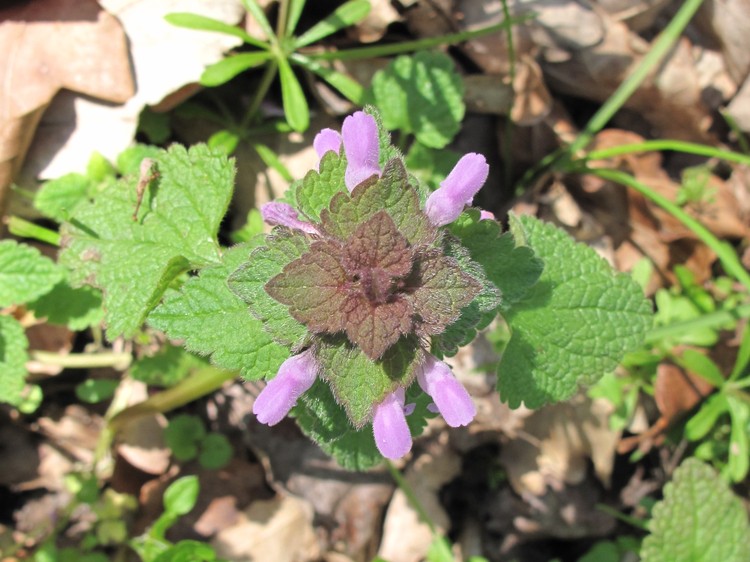 Lamium purpureum